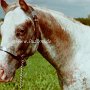 Appaloosa 3 (5)